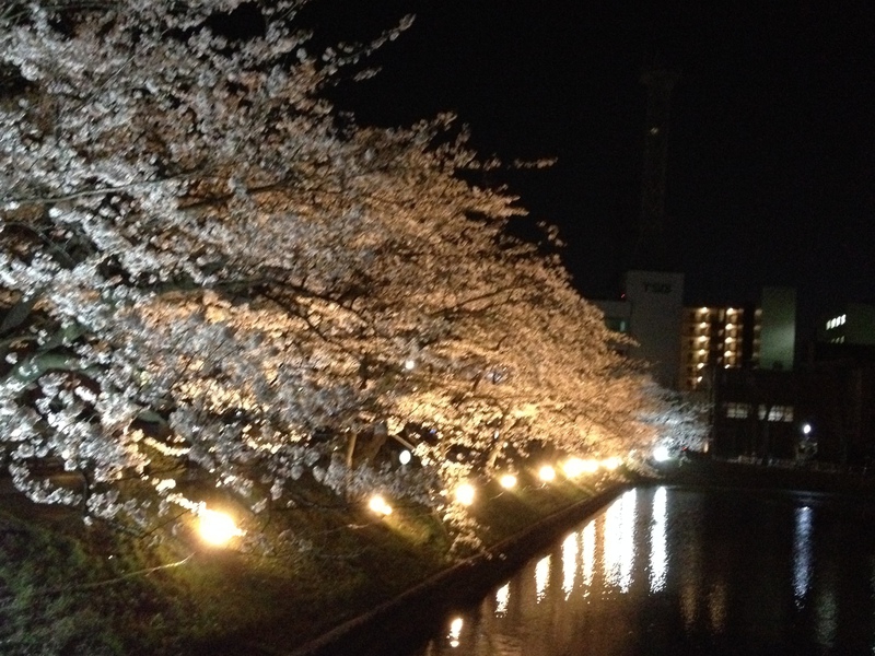 第12回 国宝松本城桜並木 光の回廊 延長になりました！